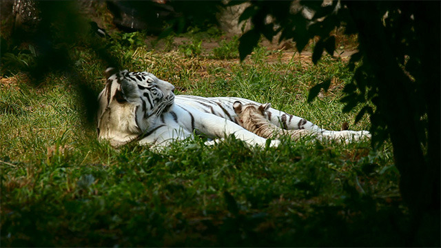 White tigress and Cub White tigress and Cub