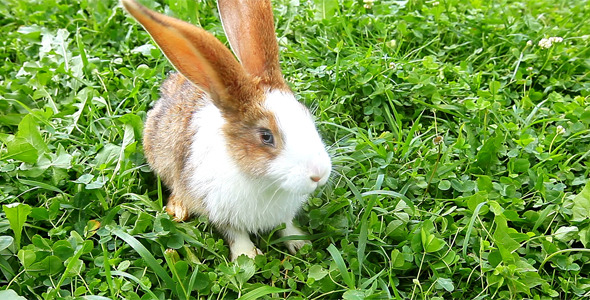 Rabbit Rabbit