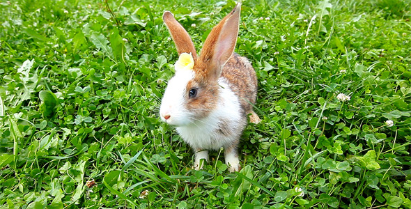 Rabbit Rabbit