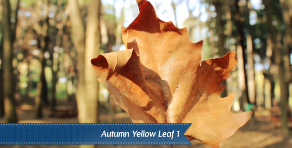 Autumn Forest Autumn Forest