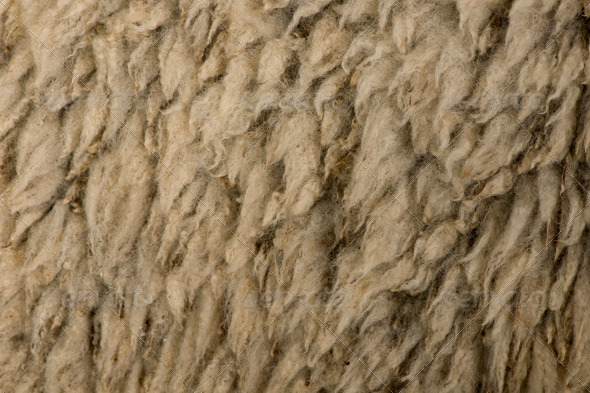 Close-up of Arles Merino Sheep Wool Close-up of Arles Merino Sheep Wool