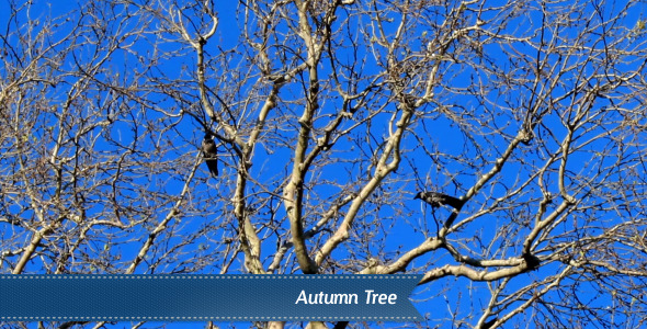 Autumn Tree Autumn Tree