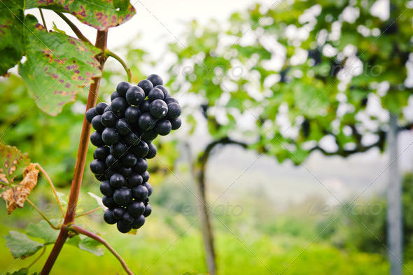 Red Wine Grape