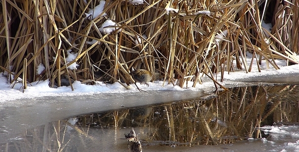 Water Rail 2 Water Rail 2