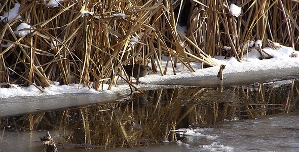 Water Rail 3 Water Rail 3