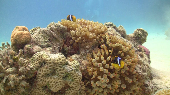 Clown Anemonefish On Coral Reef Clown Anemonefish On Coral Reef