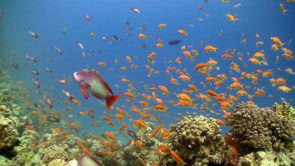 Colorful Fish On Vibrant Coral Reef Static Scene 2 Colorful Fish On Vibrant Coral Reef Static Scene 2