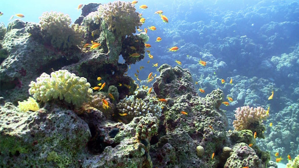 Colorful Fish On Vibrant Coral Reef Static Scene 3 Colorful Fish On Vibrant Coral Reef Static Scene 3