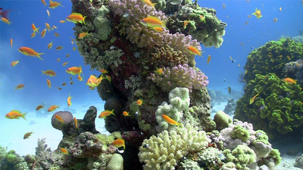 Colorful Fish On Vibrant Coral Reef Static Scene 4 Colorful Fish On Vibrant Coral Reef Static Scene 4