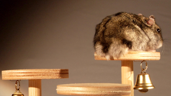 Little Hamster 3 Little Hamster 3