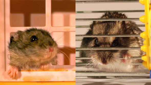 Little Hamster 6 Little Hamster 6