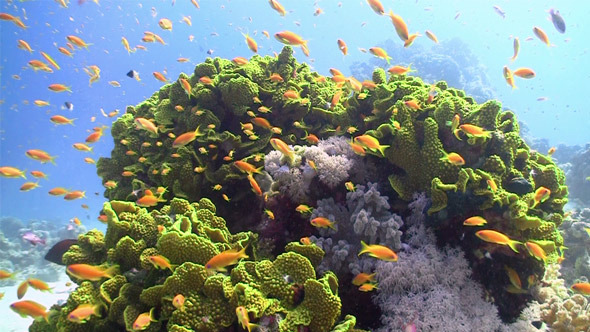 Colorful Fish On Vibrant Coral Reef Static Scene 6 Colorful Fish On Vibrant Coral Reef Static Scene 6
