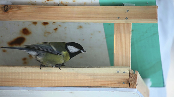 Bird Feeder Bird Feeder