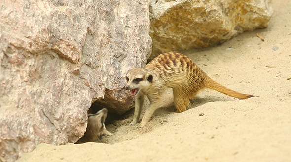 Meerkats Meerkats