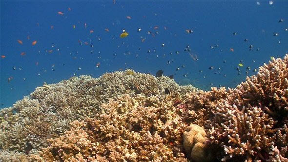 Colorful Fish On Vibrant Coral Reef 9 Colorful Fish On Vibrant Coral Reef 9