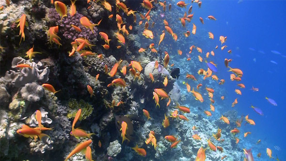 Colorful Fish on Vibrant Coral Reef 2 Colorful Fish on Vibrant Coral Reef 2