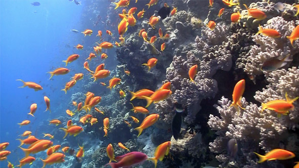 Colorful Fish on Vibrant Coral Reef 4 Colorful Fish on Vibrant Coral Reef 4