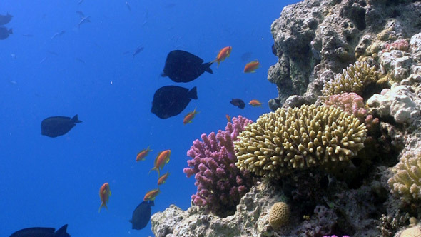 Colorful Fish on Vibrant Coral Reef 6 Colorful Fish on Vibrant Coral Reef 6
