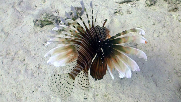 African Lionfish on Coral Reef African Lionfish on Coral Reef