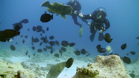 Napoleon Fish And Divers On Coral Reef Napoleon Fish And Divers On Coral Reef