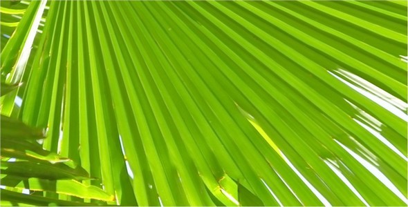 Palm Tree Palm Tree
