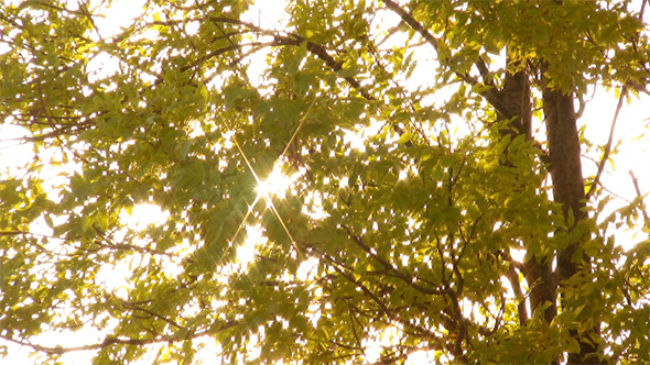 Sunlight Through Trees Sunlight Through Trees