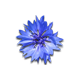 blaueblume