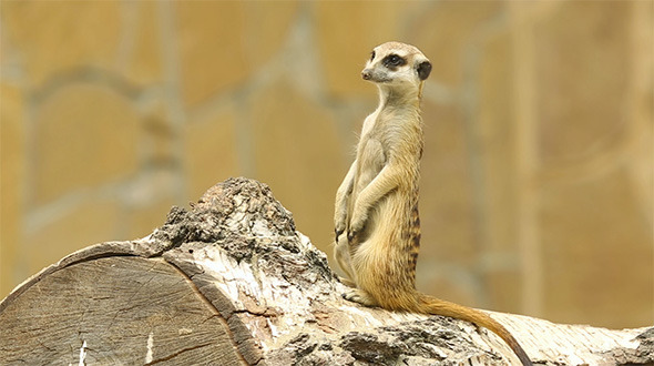 Meerkat Meerkat