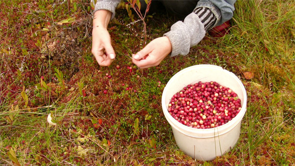 Cranberry Harvest Cranberry Harvest