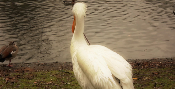 Pelican In St James s Park Pelican In St James s Park