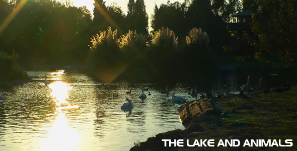 The Lake And The Animals The Lake And The Animals