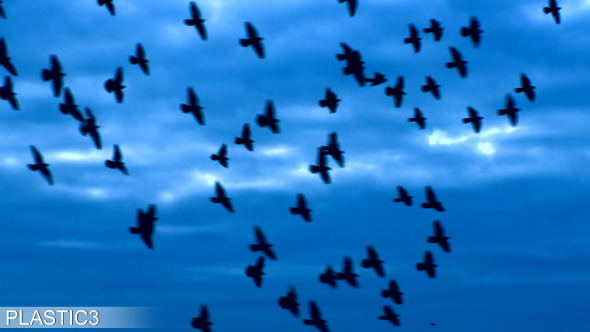 Birds Flight Birds Flight