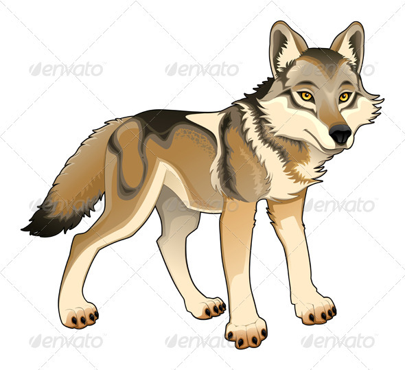 Wolf Vector Isolated Character Wolf Vector Isolated Character