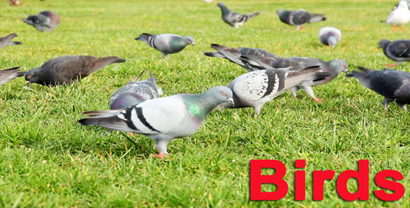 Birds Birds