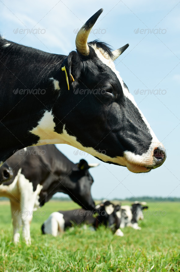 CLose-up White black milch cow on green pasture