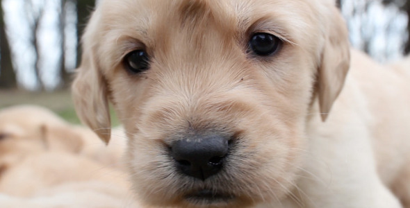 Golden Retriever Puppies Golden Retriever Puppies