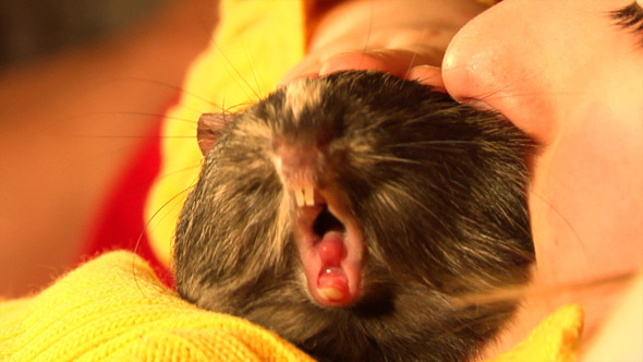 Guinea Pig 1 Guinea Pig 1