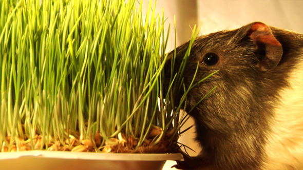 Guinea Pig 11 Guinea Pig 11
