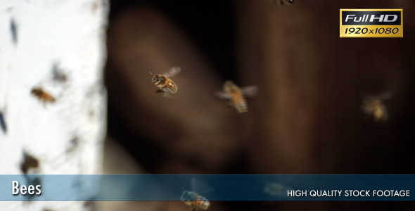 Bees In The Hive 4 Bees In The Hive 4