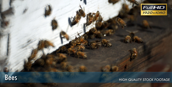 Bees In The Hive 5 Bees In The Hive 5