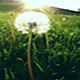 DandelionsGirl