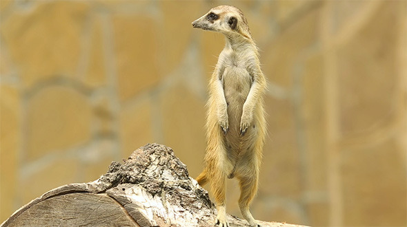 Meerkat 2 Meerkat 2
