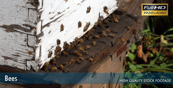 Bees In The Hive 7 Bees In The Hive 7