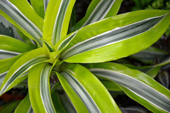 Tropical striped plant