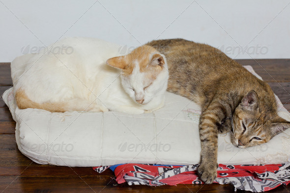 Two cats on the pillow