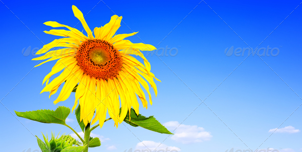 Summer sunflower banner