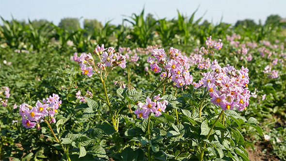 Blossoms Of Potato Blossoms Of Potato