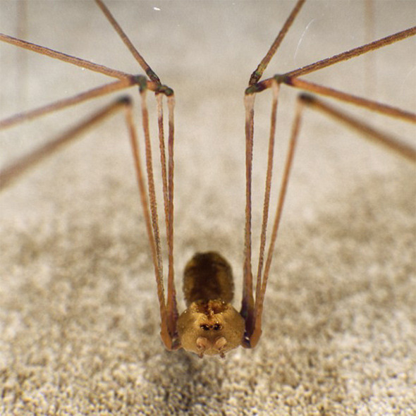 Spider Pholcus Phalangioides - 3DOcean Item for Sale