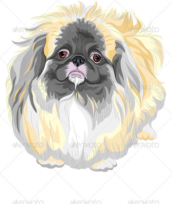 vector Pedigreed Dog Sable Pekingese Breed vector Pedigreed Dog Sable Pekingese Breed