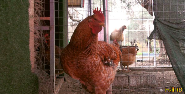 Roosters In The Hennery Roosters In The Hennery